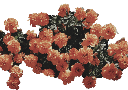 a bush of roses