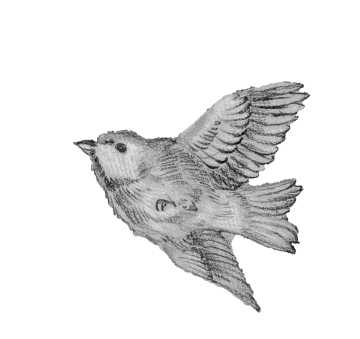 illustration of a bird flying