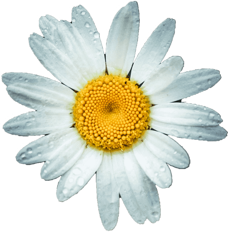 cutout of a flower in bloom