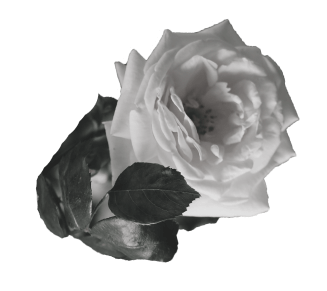 overlapping black and white roses