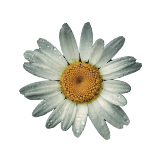 cutout of a flower in bloom