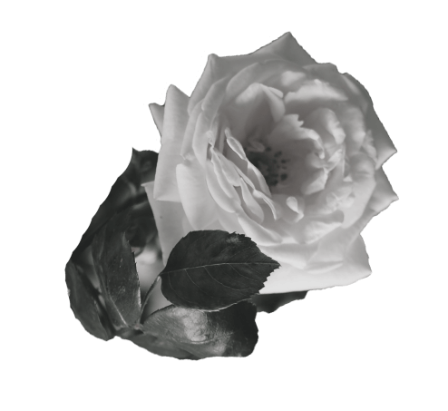 a rose