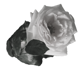 a rose